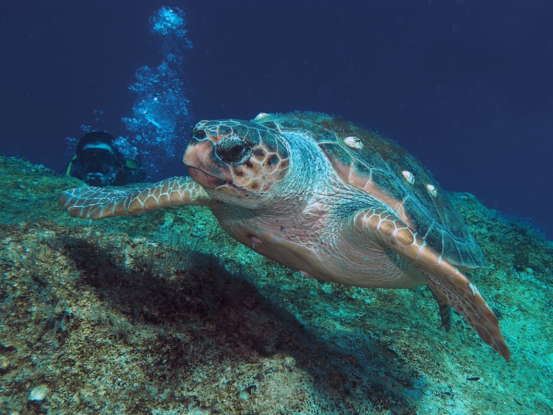 824 - TURTLE AND DIVER - CHAMP CHRISTOPHER - united kingdom.jpg